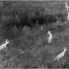 Thermal Animal Recovery